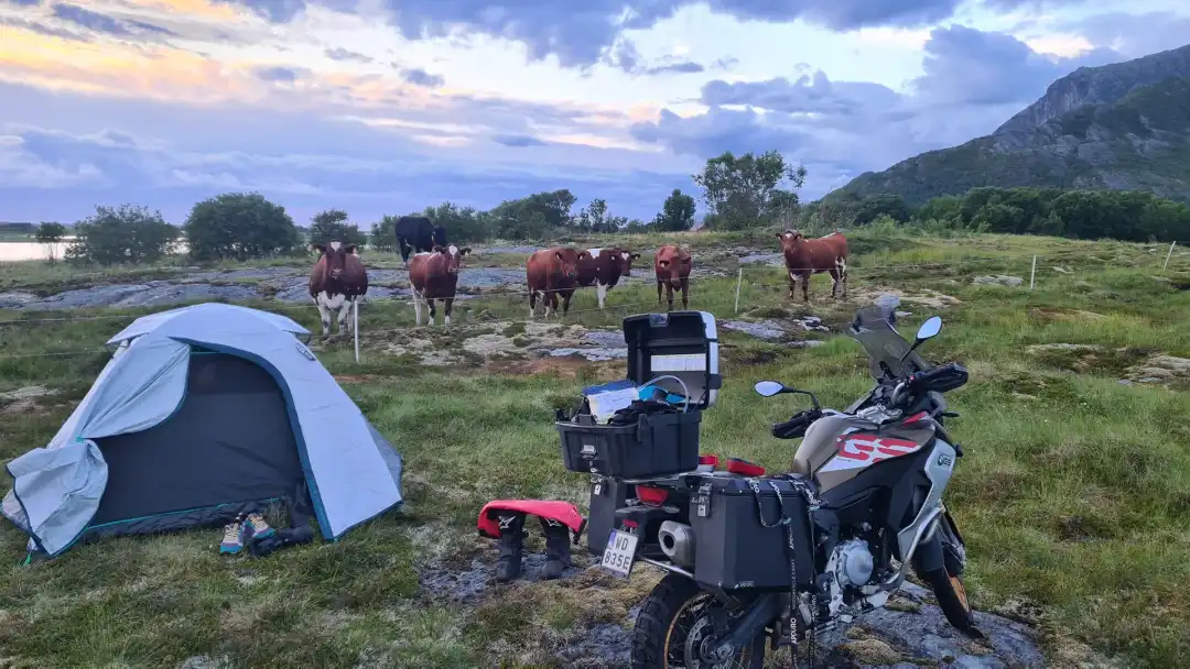 cows and we spending the night in the wild in Norway